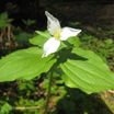 Trillium ovatum 1.thumb